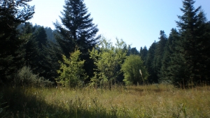 &Pi;&iota;&alpha;&nu;&alpha; &ndash; &Alpha;&rho;&kappa;&omicron;&upsilon;&delta;&omicron;&rho;&epsilon;&mu;&alpha; - &Lambda;&iota;&mu;&pi;&omicron;&beta;&iota;&sigma;&iota;