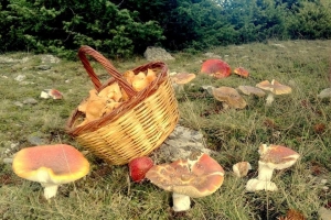 &Mu;&Alpha;&Nu;&Iota;&Tau;&Alpha;&Rho;&Omicron;&Epsilon;&Xi;&Omicron;&Rho;&Mu;&Eta;&Sigma;&Eta; &Sigma;&Tau;&Omicron; &Beta;&Omicron;&Rho;&Epsilon;&Iota;&Omicron; &Tau;&Alpha;Ϋ&Gamma;&Epsilon;&Tau;&Omicron;