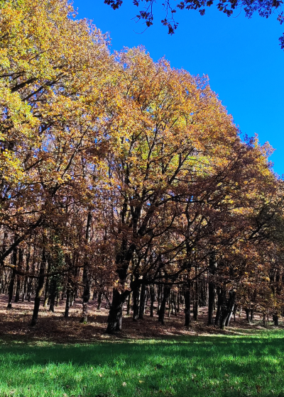 ΦΟΛΟΗ - ΦΑΡΑΓΓΙ ΤΩΝ ΚΕΝΤΑYΡΩΝ
