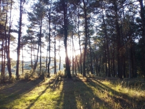 &Pi;&Epsilon;&Rho;&Iota;&Pi;&Alpha;&Tau;&Omicron;&Sigma; &Sigma;&Tau;&Omicron; &Alpha;&Lambda;&Sigma;&Omicron;&Sigma; &Tau;&Omicron;&Upsilon; &Pi;&Alpha;&Nu;&Alpha;&Rho;&Kappa;&Alpha;&Delta;&Iota;&Kappa;&Omicron;&Upsilon; &Nu;&Omicron;&Sigma;&Omicron;&Kappa;&Omicron;&Mu;&Epsilon;&Iota;&Omicron;&Upsilon; &Mu;&Epsilon; &Tau;&Omicron;&Nu; &Omicron;&Rho;&Epsilon;&Iota;&Beta;&Alpha;&Tau;&Iota;&Kappa;&Omicron;