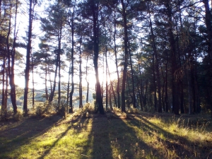 &Pi;&Epsilon;&Rho;&Iota;&Pi;&Alpha;&Tau;&Omicron;&Sigma; &Mu;&Epsilon; &Tau;&Omicron;&Nu; &Omicron;&Rho;&Epsilon;&Iota;&Beta;&Alpha;&Tau;&Iota;&Kappa;&Omicron; &Sigma;&Tau;&Omicron; &Alpha;&Lambda;&Sigma;&Omicron;&Sigma; &Pi;&Alpha;&Nu;&Alpha;&Rho;&Kappa;&Alpha;&Delta;&Omega;&Nu;