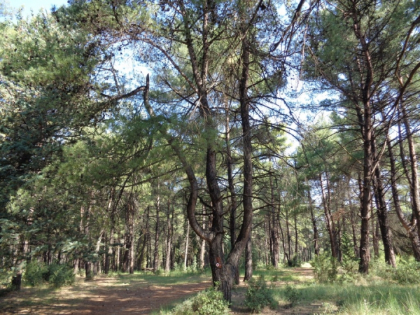 ΠΕΡΙΠΑΤΟΣ ΜΕ ΤΟΝ ΟΡΕΙΒΑΤΙΚΟ ΣΤΟ ΑΛΣΟΣ ΠΑΝΑΡΚΑΔΩΝ