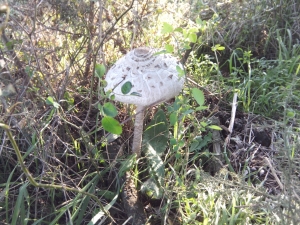 &Mu;&Alpha;&Nu;&Iota;&Tau;&Alpha;&Rho;&Omicron;&Gamma;&Nu;&Omega;&Sigma;&Iota;&Alpha; &Sigma;&Tau;&Eta;&Nu; &Alpha;&Nu;&Omega; &Alpha;&Sigma;&Epsilon;&Alpha;