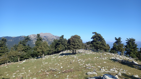 ΜΑΙΝΑΛΟ - ΚΟΥΛΟΥΡΔΟΥ (1.625μ)