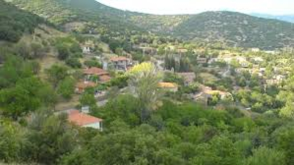 ΑΓΡΙΔΙ ΓΟΡΤΥΝΙΑΣ