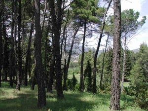 &Pi;&Epsilon;&Rho;&Iota;&Pi;&Alpha;&Tau;&Omicron;&Sigma; &Mu;&Epsilon; &Tau;&Omicron;&Nu; &Omicron;&Rho;&Epsilon;&Iota;&Beta;&Alpha;&Tau;&Iota;&Kappa;&Omicron; &Sigma;&Tau;&Omicron; &Alpha;&Lambda;&Sigma;&Omicron;&Sigma; &Alpha;&Gamma;&Iota;&Omicron;&Upsilon; &Gamma;&Epsilon;&Omega;&Rho;&Gamma;&Iota;&Omicron;&Upsilon;